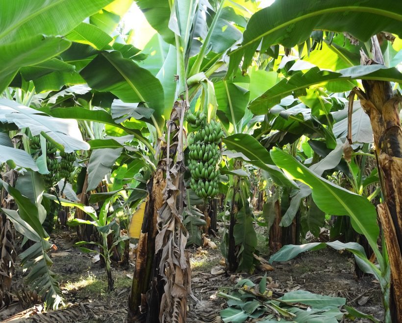 bananenboom-820x660-c